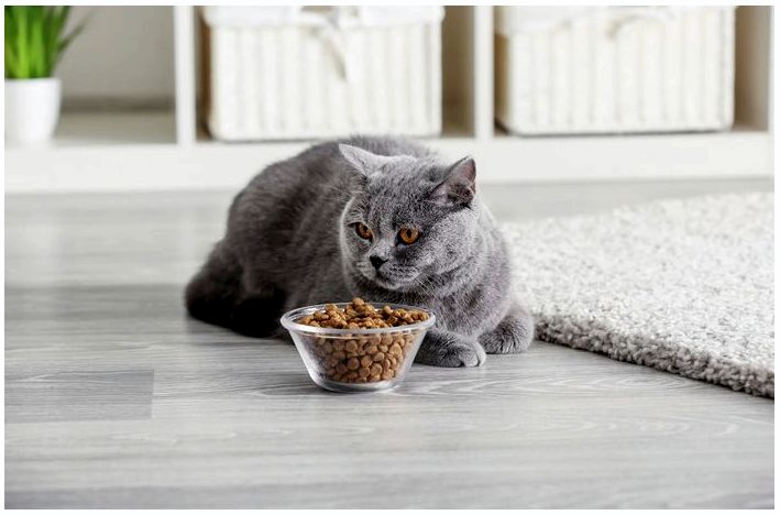 Чем кормить кошку? Влажный и сухой корм - что выбрать?