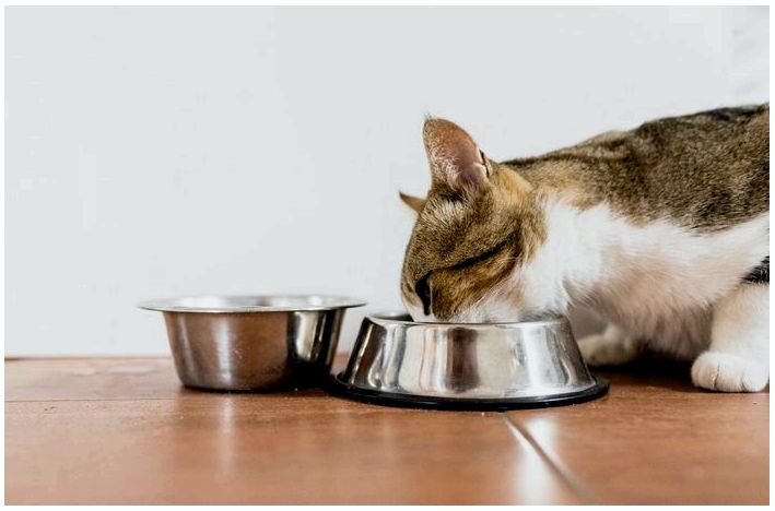 Чем кормить кошку? Влажный и сухой корм - что выбрать?