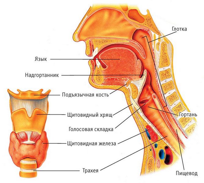 Голосовой аппарат: Понимание анатомии и функции гортани