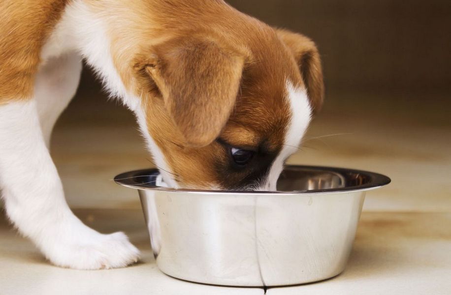 Как кормить щенка