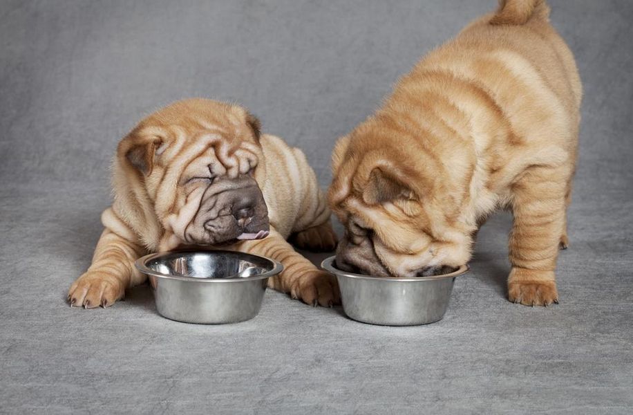 Как кормить щенка