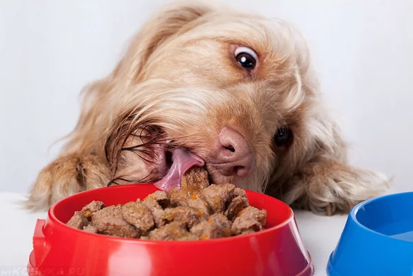 Как выбрать сухой корм для собак: качество, выбор и питание